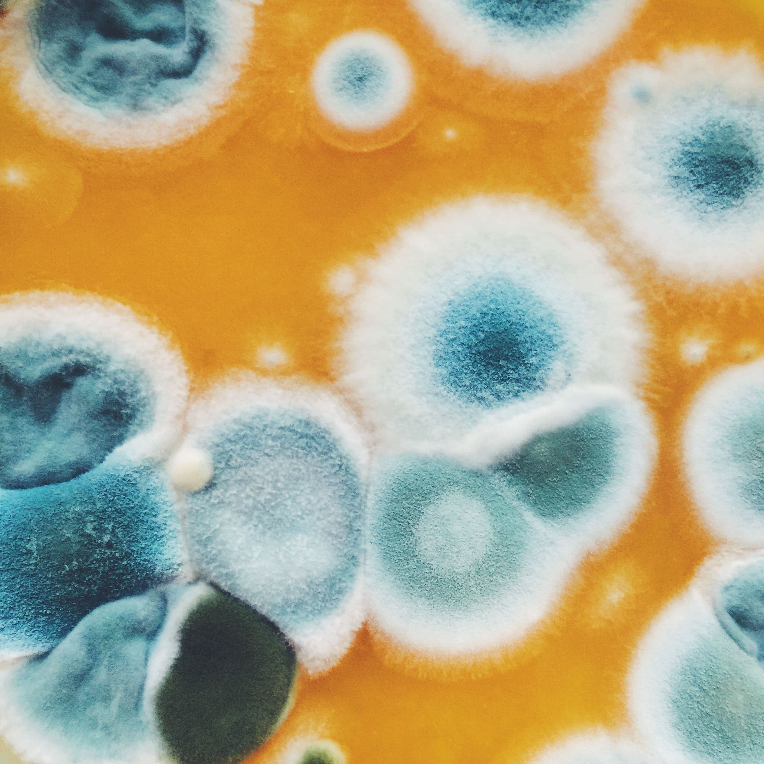 Toxic Mold Can Turn Your Life Upside Down—And Climate Change Might Be Making It Worse