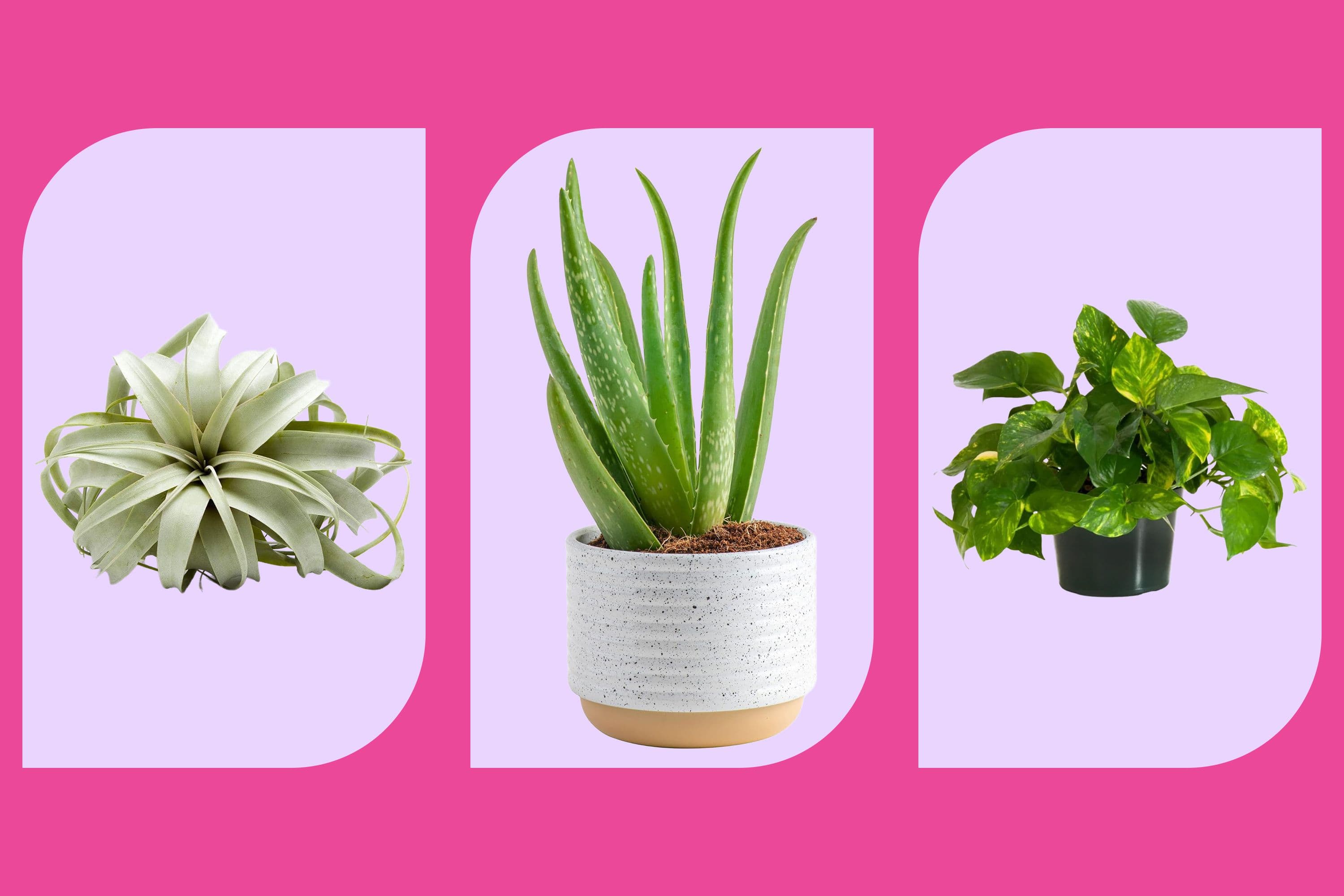 9 Best Indoor Plants For Low Light Spaces, According To Gardening Experts