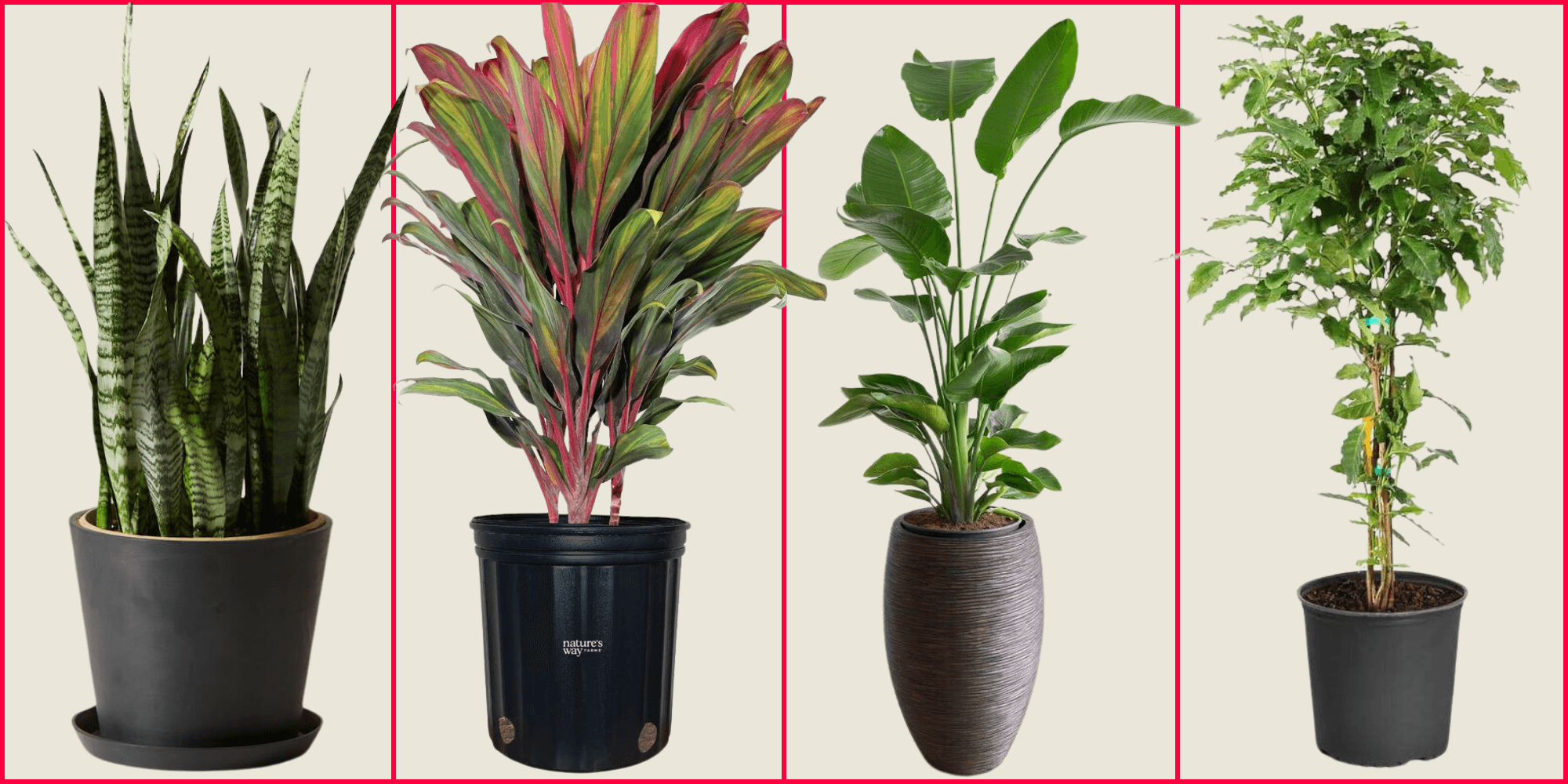 26 Best Tall Indoor Plants That Make A Statement