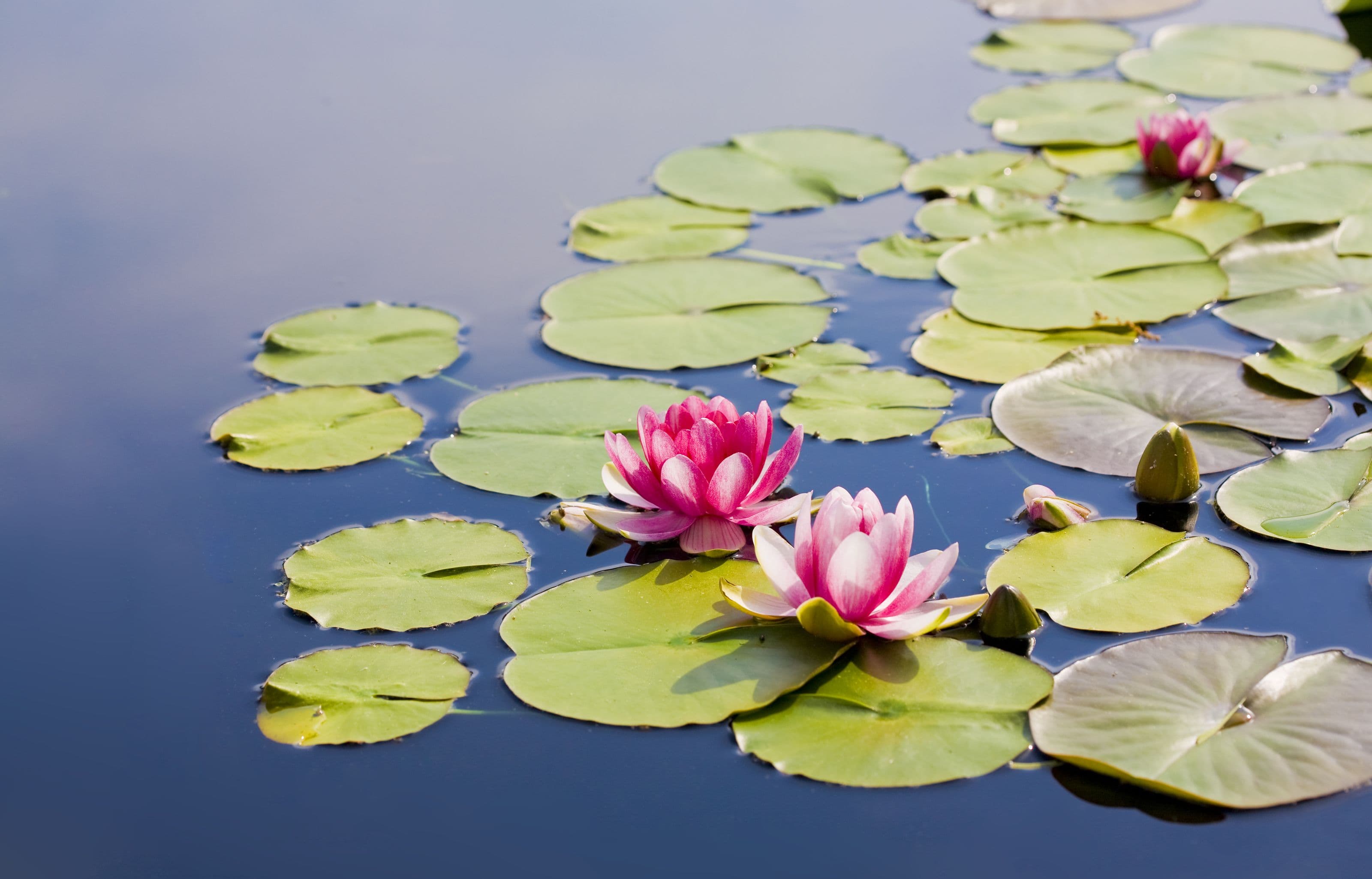 Making A Small 'Lily Pad Jump' Toward Your Goals Might Actually Be The Best Way To Achieve Them
