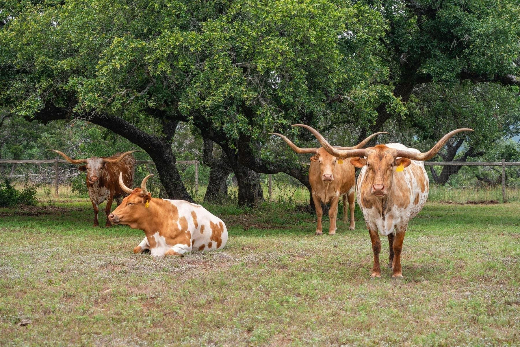 A True Texas Ranch Looks To Lasso $80 Million